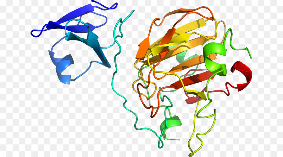 Struktur Protein，Molekul PNG