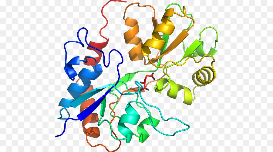 Struktur Protein，Molekul PNG