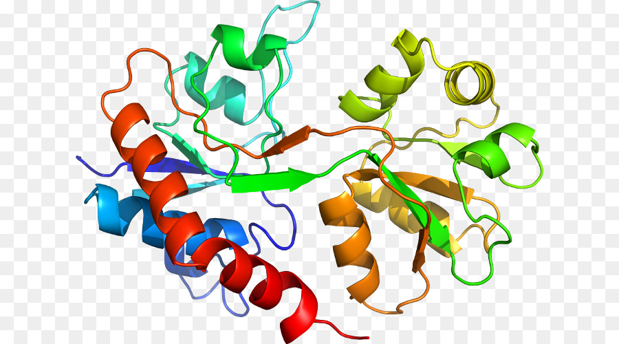 Struktur Protein，Molekul PNG