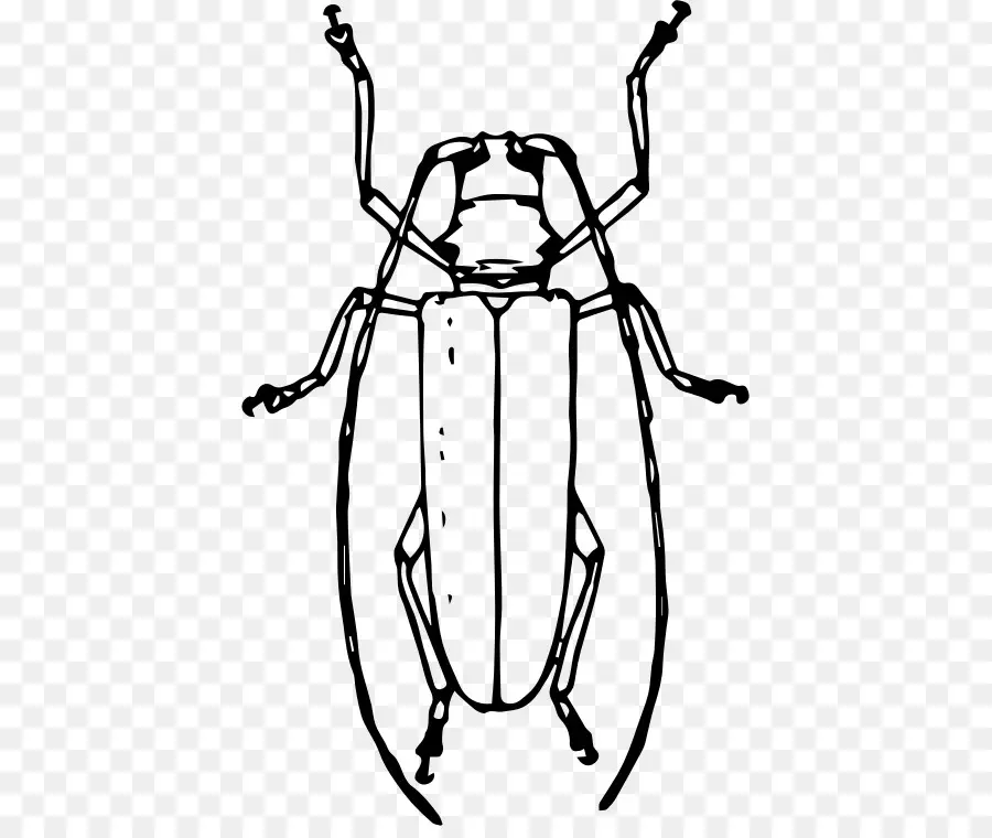 Kumbang，Longhorn Kumbang PNG