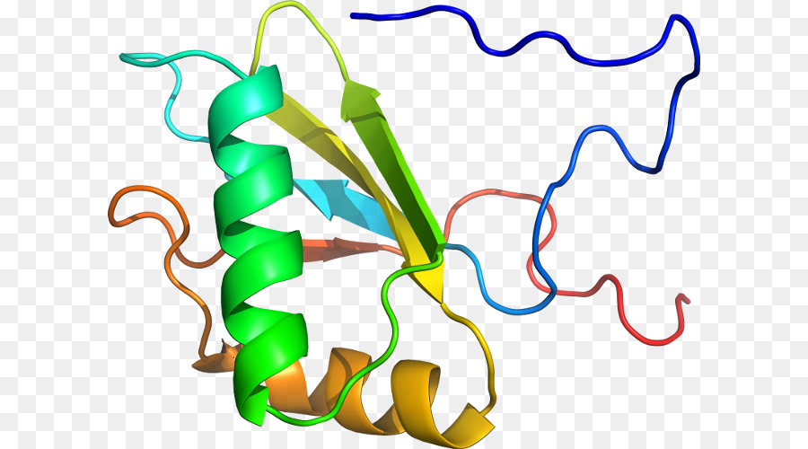 Struktur Protein，Molekul PNG