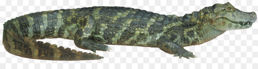 Buaya，Reptil PNG