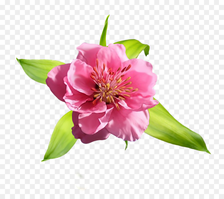 Peony，Alstroemeriaceae PNG