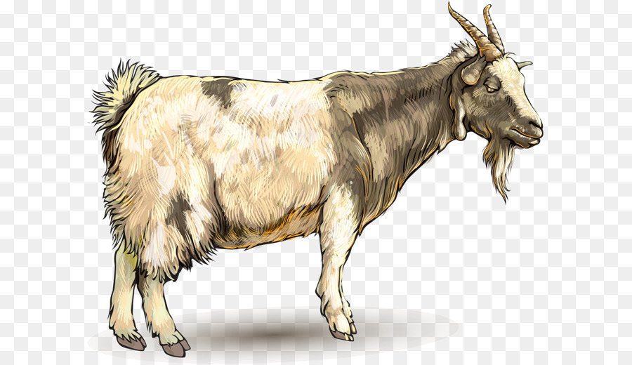 Kambing，Ahuntz PNG