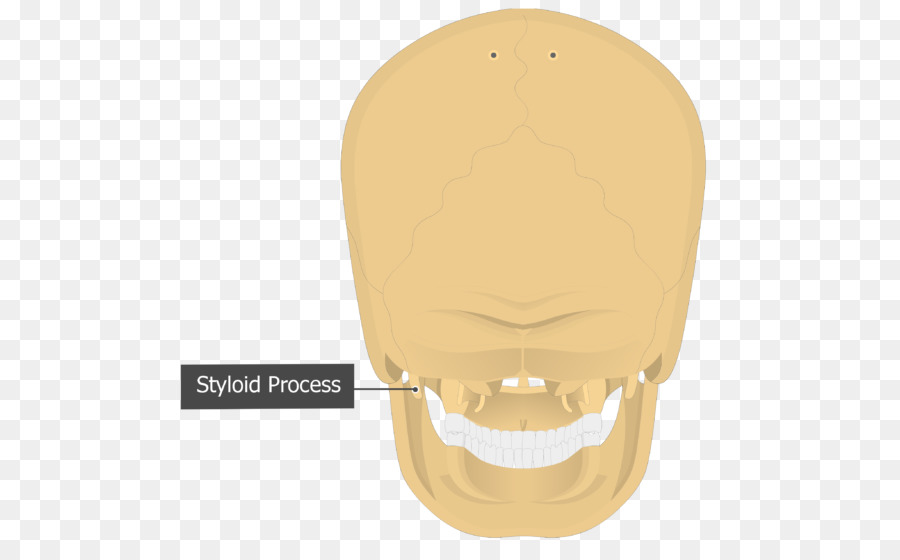 Mastoid Bagian Dari Tulang Temporal，Proses Mastoid PNG