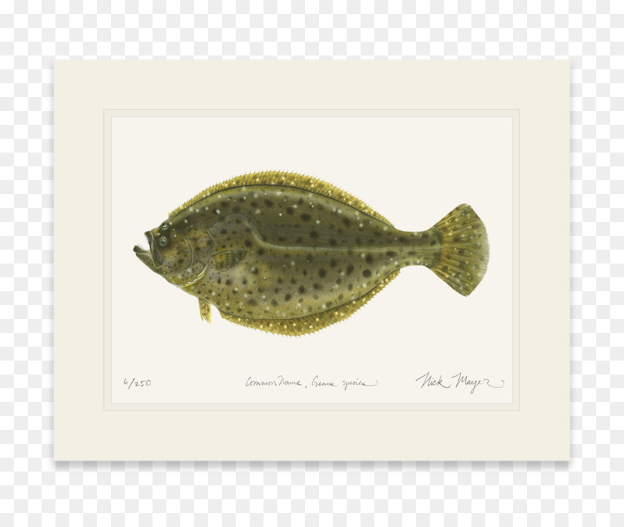 Flatfish， PNG