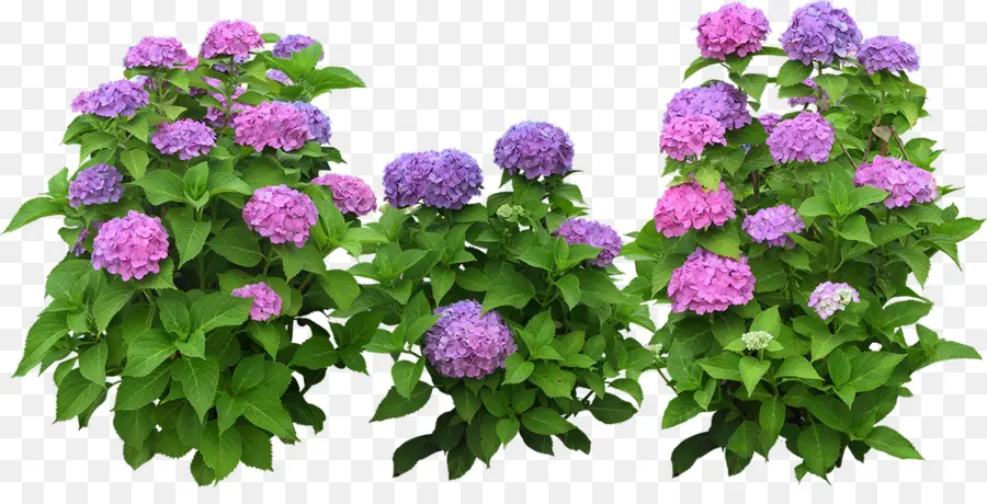 Hortensia，Ungu PNG