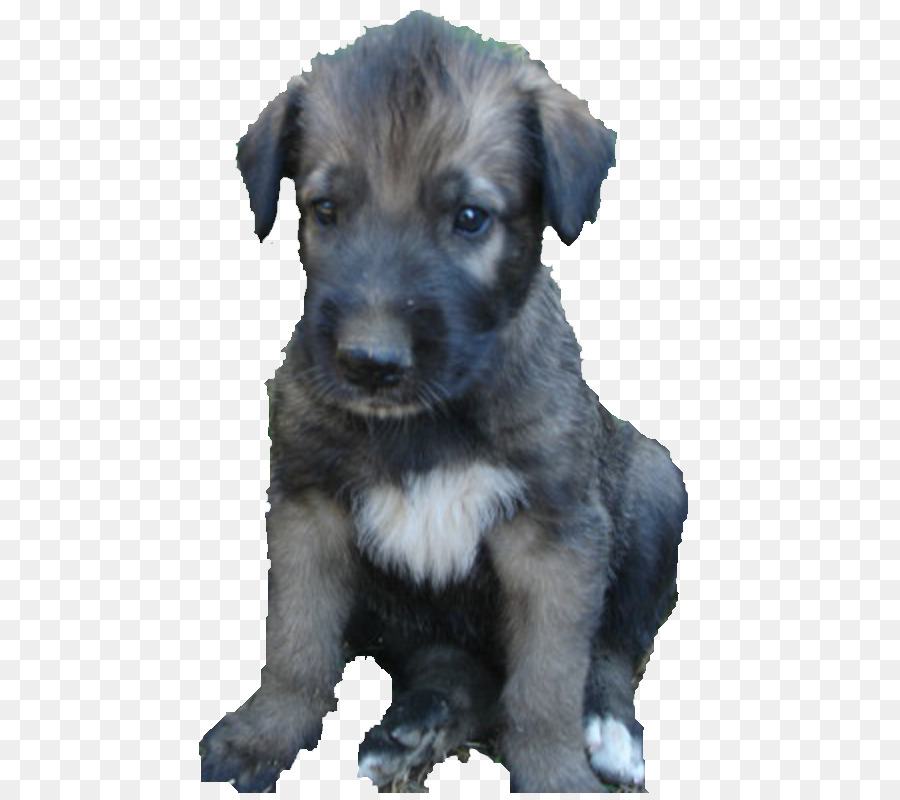 Miniatur Schnauzer，Standar Schnauzer PNG