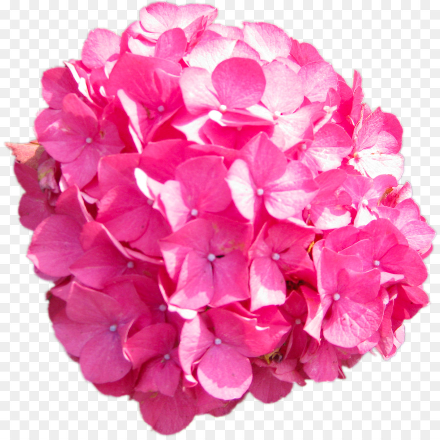 Hydrangea，Pink PNG