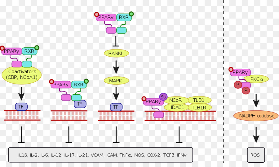 Peroksisom Proliferatoractivated Reseptor Gamma，Thiazolidinedione PNG