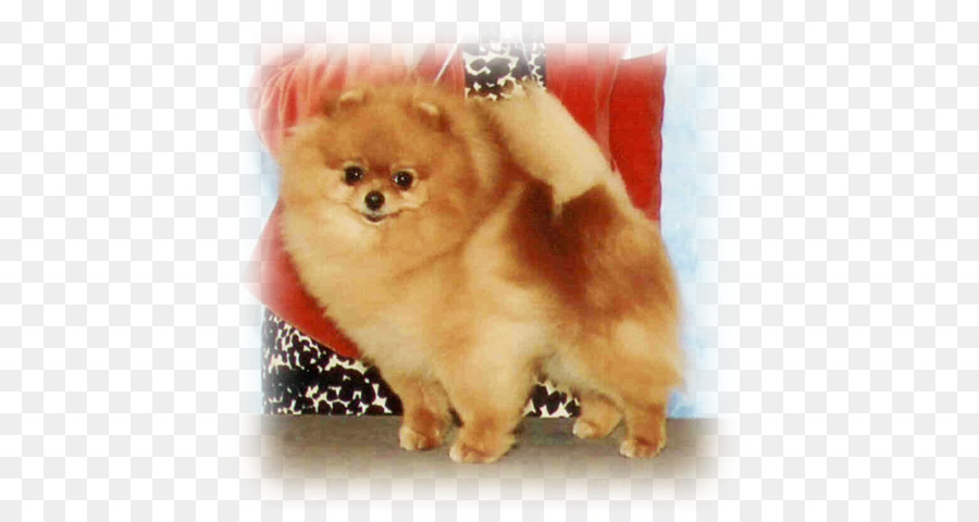 Anjing Pomeranian，Anjing PNG