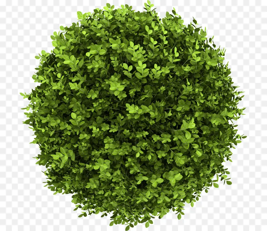 Buxus Sempervirens，Semak PNG