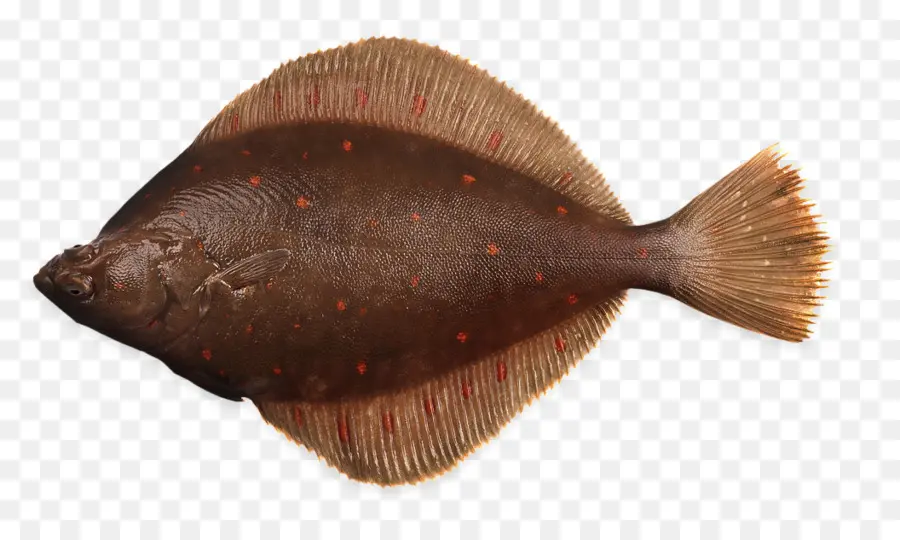 Ikan Datar，Hidangan Laut PNG