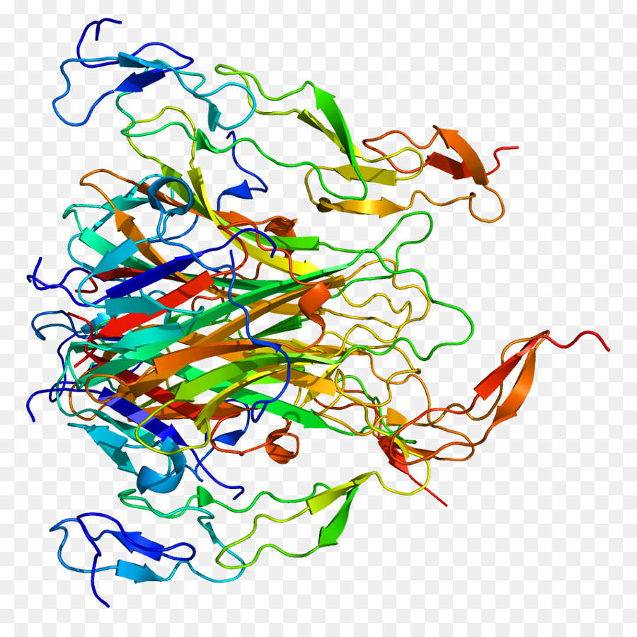 Struktur Protein，Biologi PNG