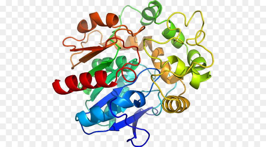 Protein，Molekul PNG