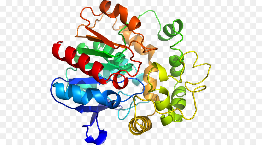 Struktur Protein，Molekul PNG