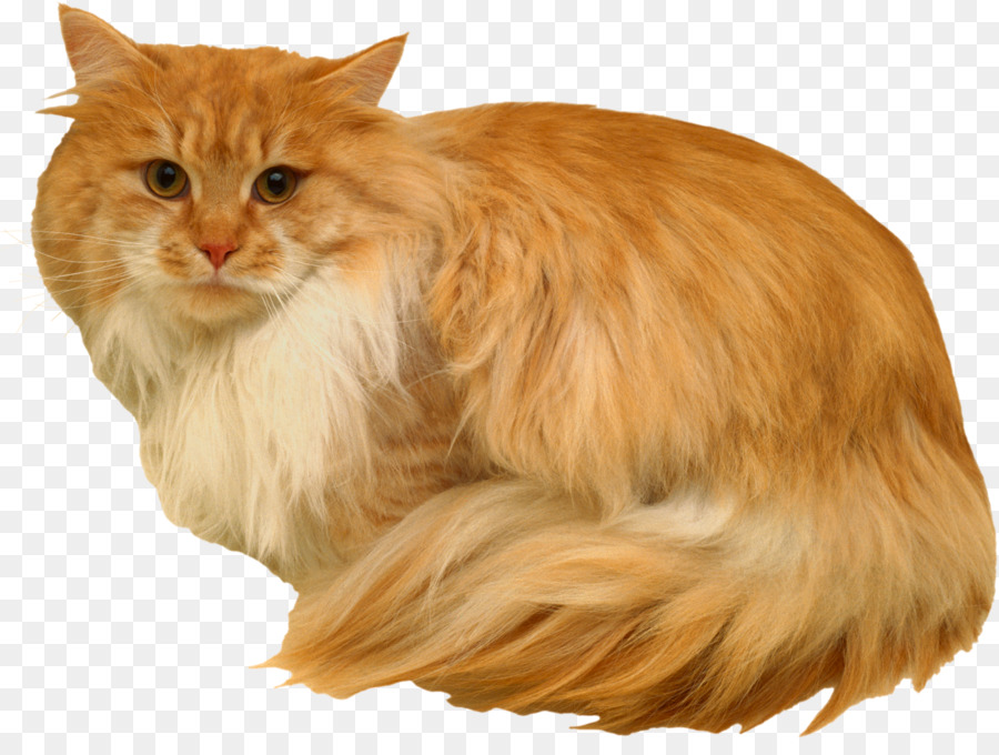 Kucing Oranye，Licik PNG