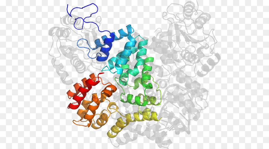 Struktur Protein，Molekul PNG