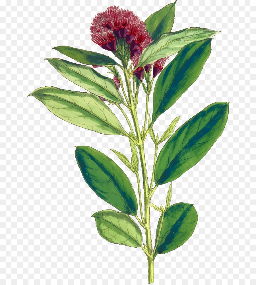 Combretum Woodlands，Combretum Platypetalum PNG