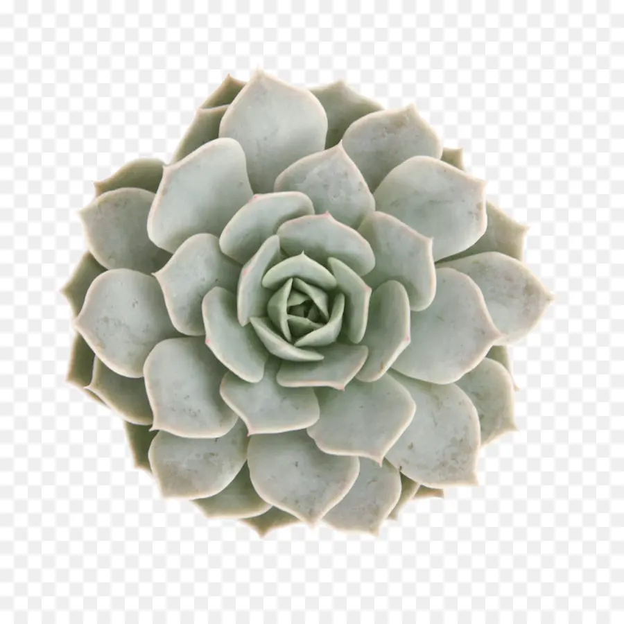 Tanaman Sukulen，Echeveria Elegans PNG