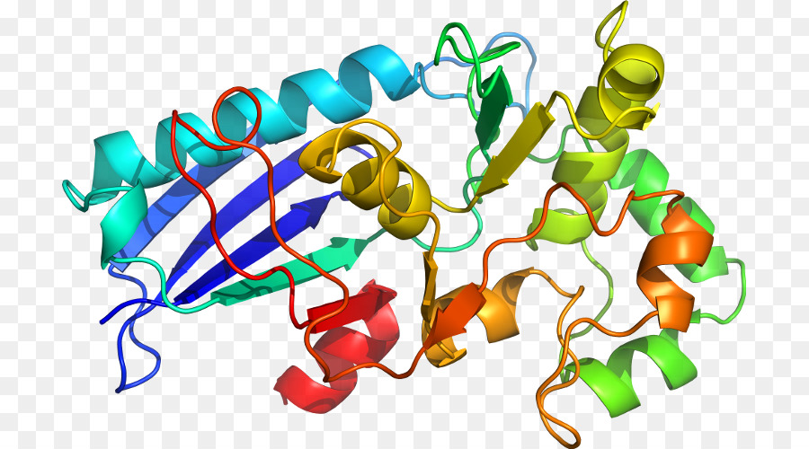 Struktur Protein，Molekul PNG