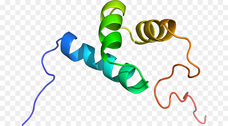 Struktur Protein，Molekul PNG