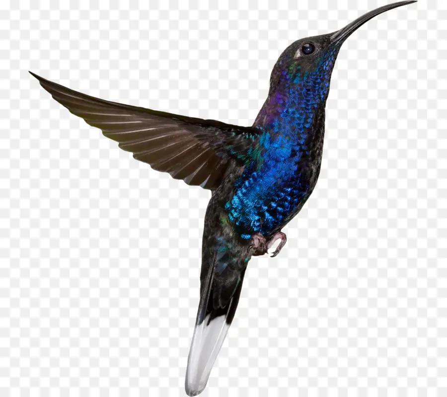 Hummingbird，Burung PNG