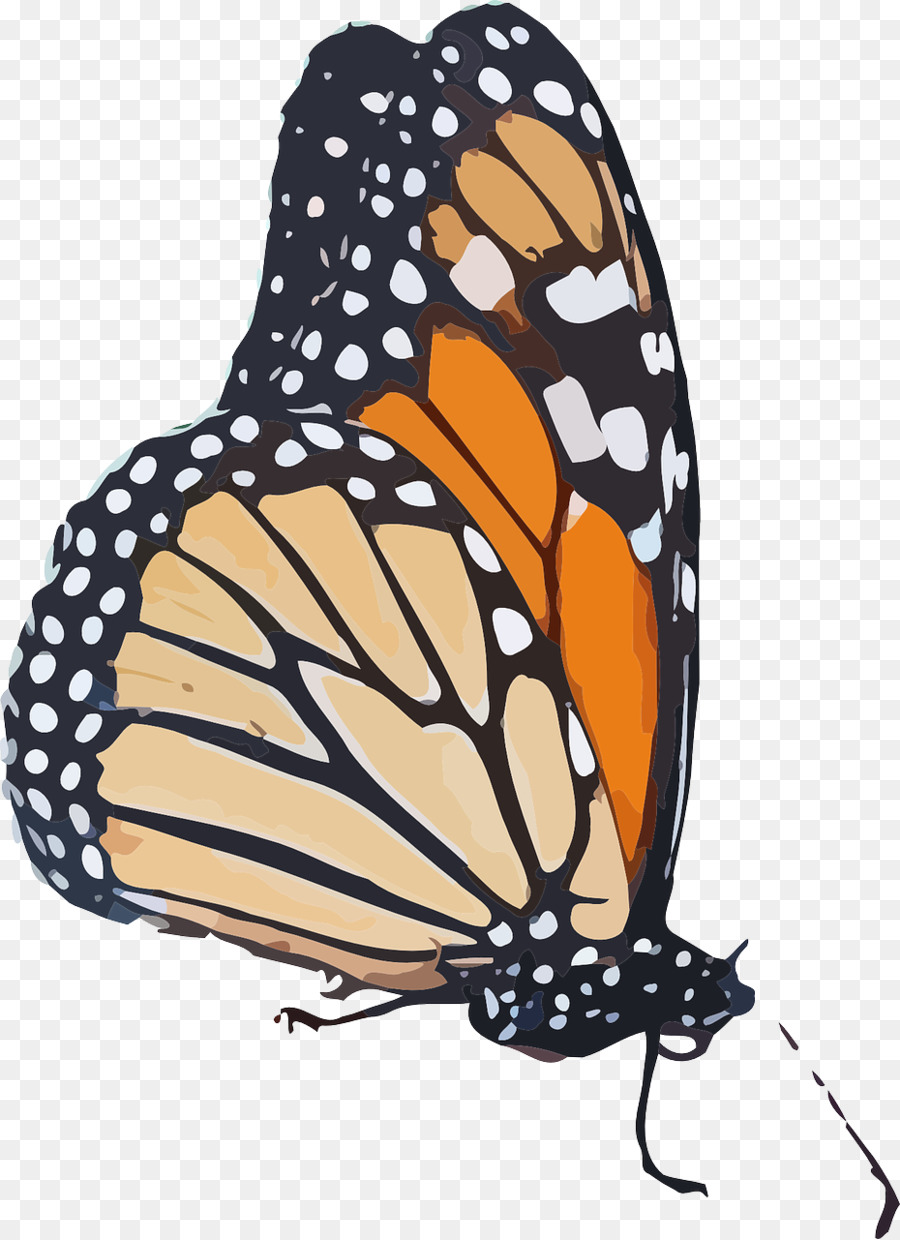 Kupu Kupu Monarch，Kupu Kupu PNG