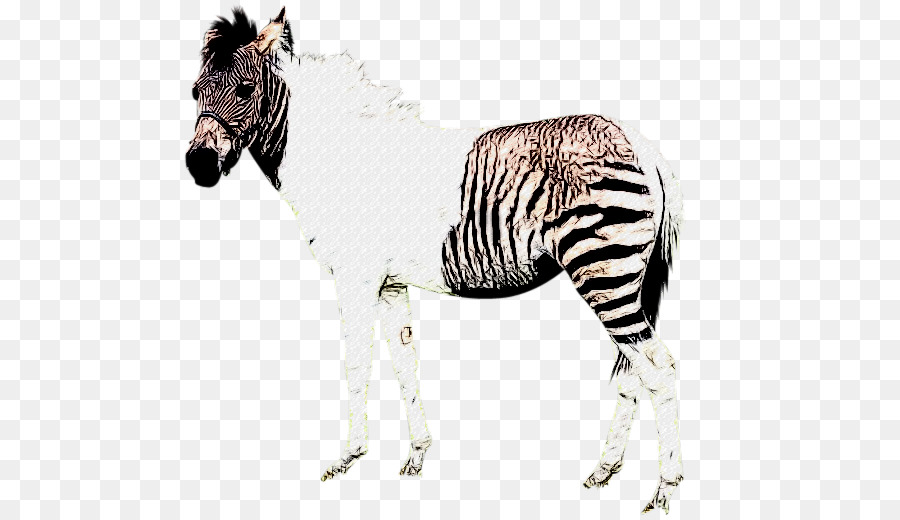 Zebra Berwarna Warni，Garis Garis PNG