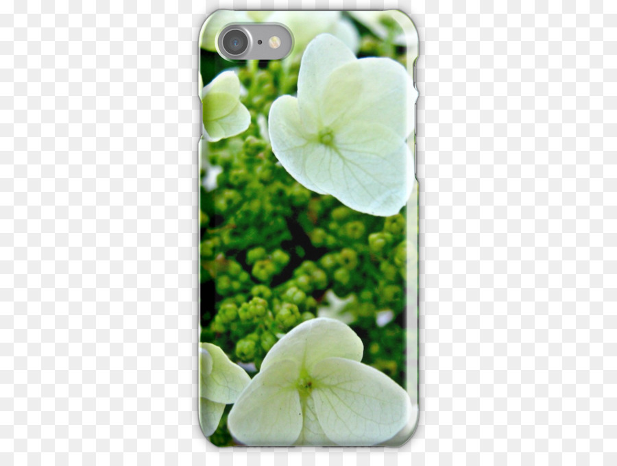 Hydrangea， PNG