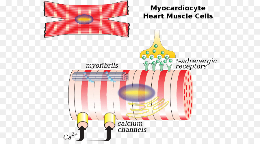 Otot Jantung，Sel Otot Jantung PNG