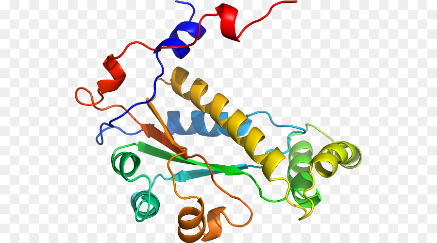 Struktur Protein，Biologi PNG