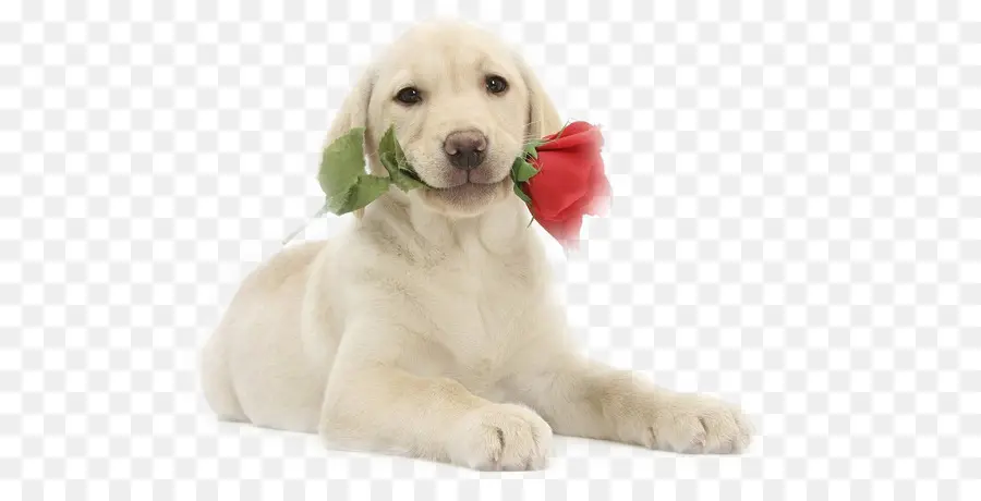 Anak Anjing Dengan Rose，Anjing PNG