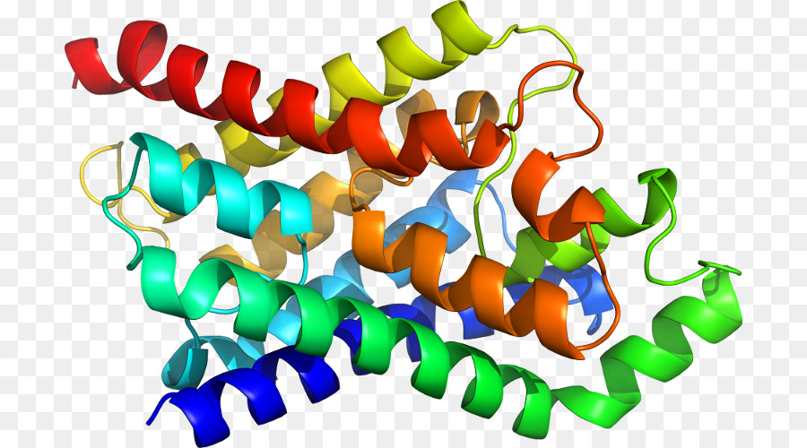 Struktur Protein，Molekul PNG