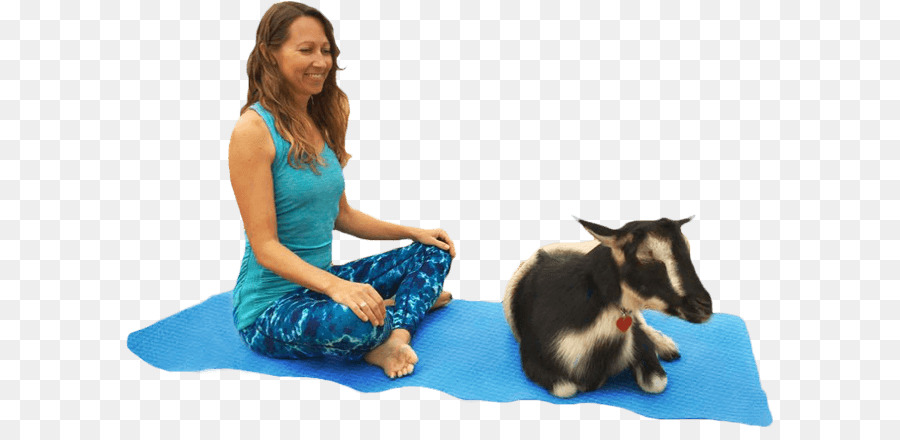 Kambing，Yoga PNG