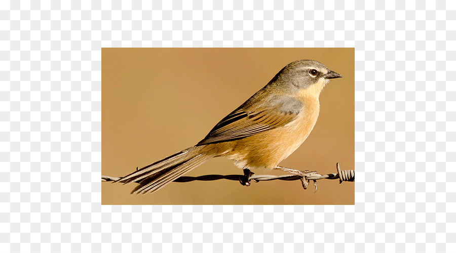 House Sparrow，Ortolan Bunting PNG