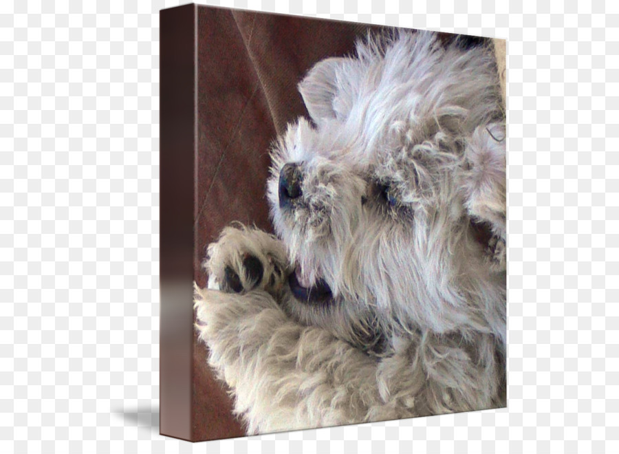 Miniatur Schnauzer，Glen PNG