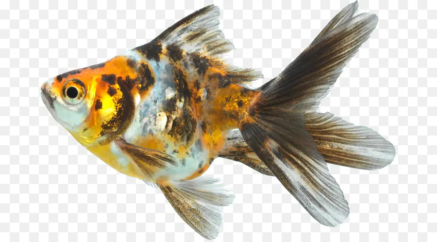 Ikan Mas，Koi PNG