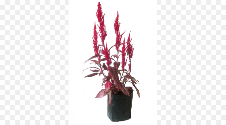 Houseplant，Pot Bunga PNG