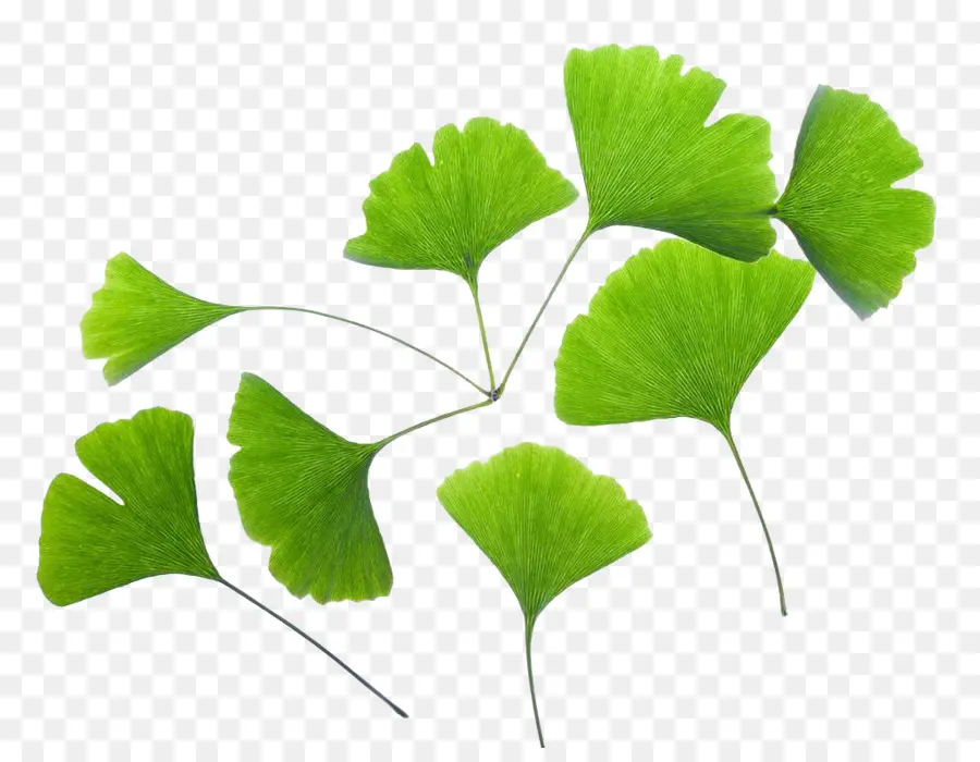 Daun Ginkgo，Tanaman PNG