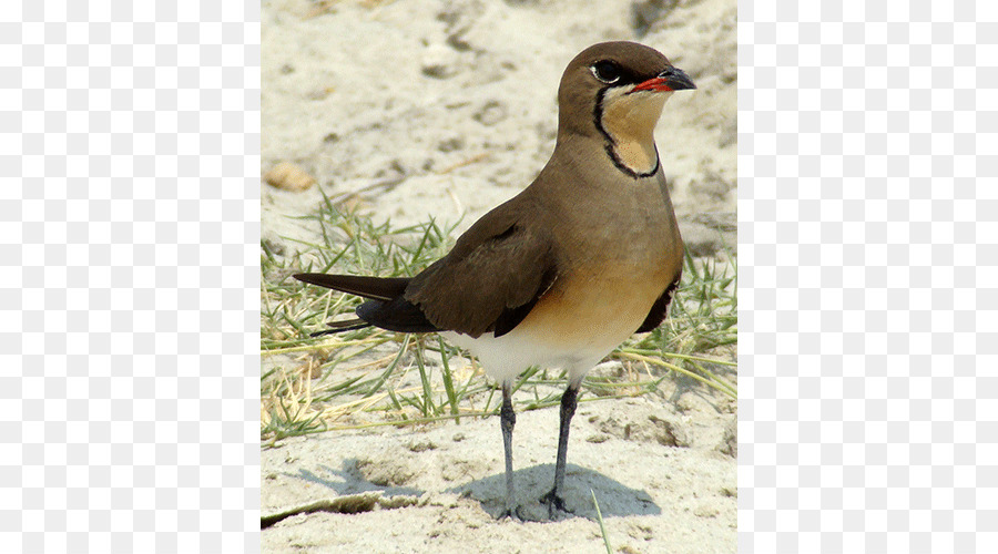 Wader，Burung PNG