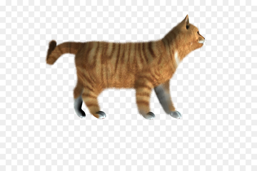 Manx Kucing，Toyger PNG