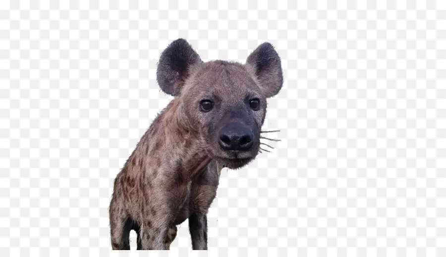 Hyena，Hewan Darat PNG