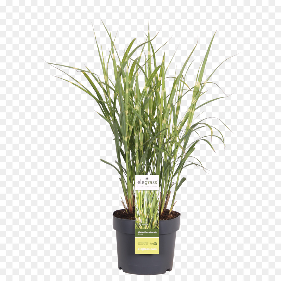 Tanaman Pot，Pot PNG