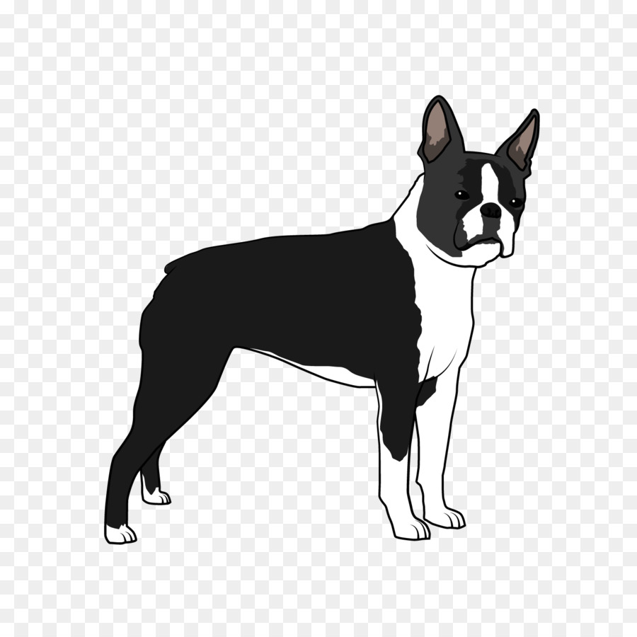 Boston Terrier，Peliharaan PNG