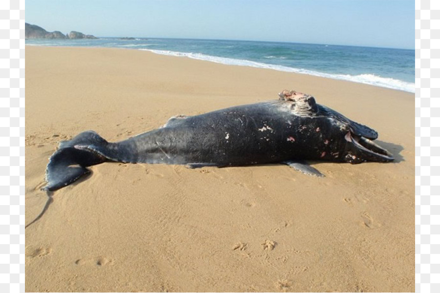 Lumba Lumba，Cetacea PNG