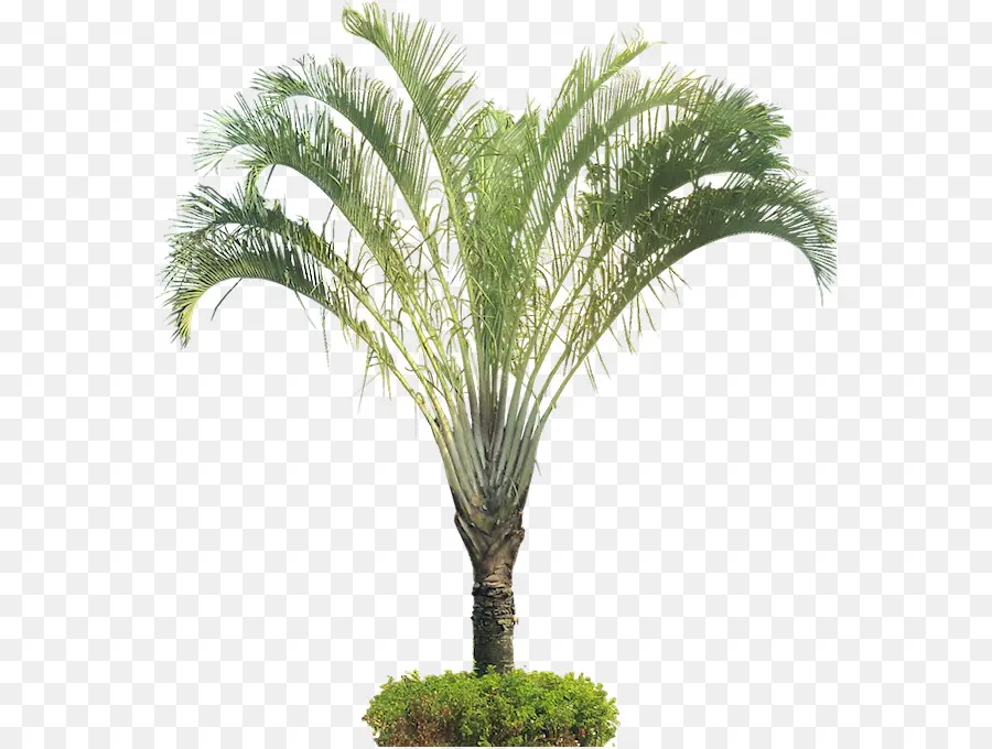 Arecaceae，Dypsis Decaryi PNG