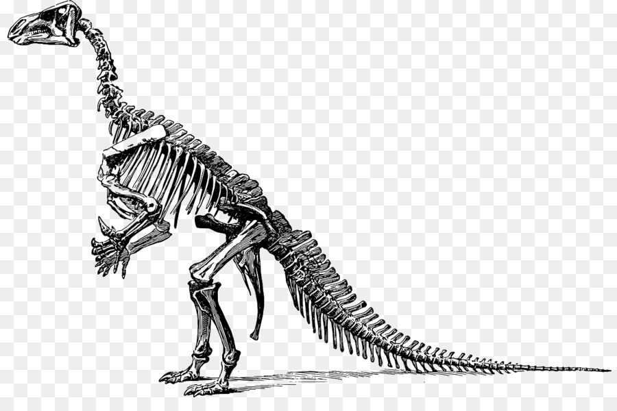 Kerangka Dinosaurus，Fosil PNG