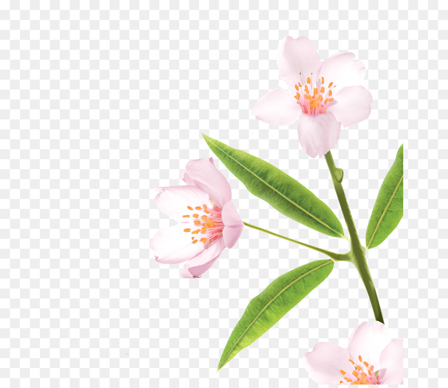 Camellia Sasanqua，Pink M PNG