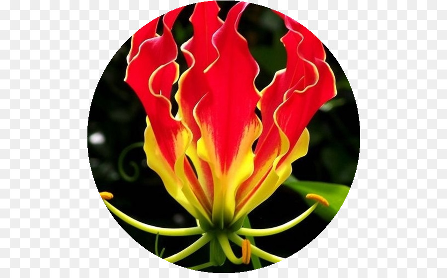 Api Lily，Benih PNG